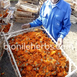 Calendula