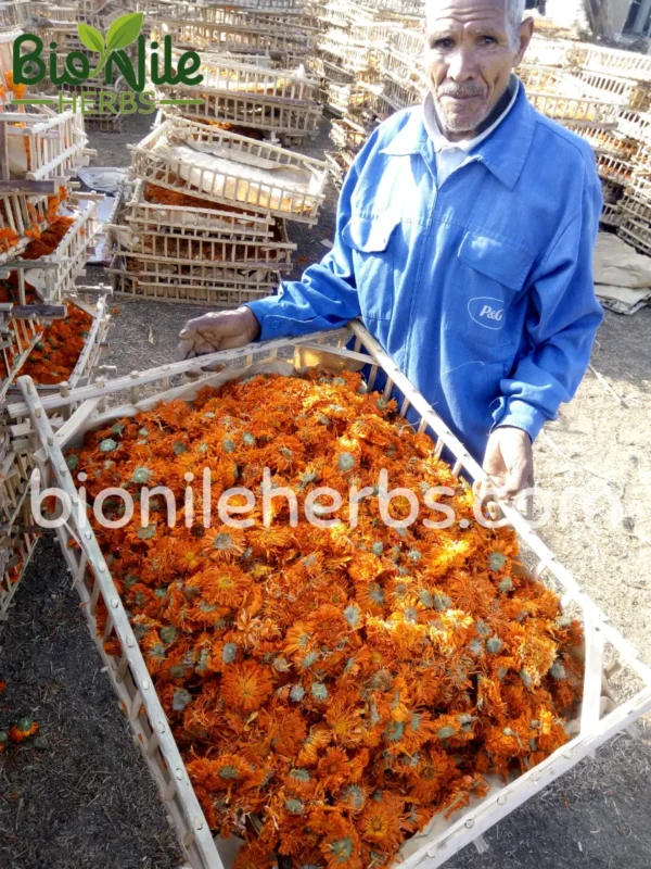 Calendula