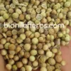 Coriander