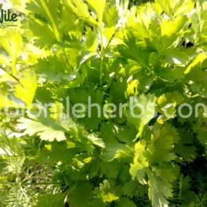 Coriander