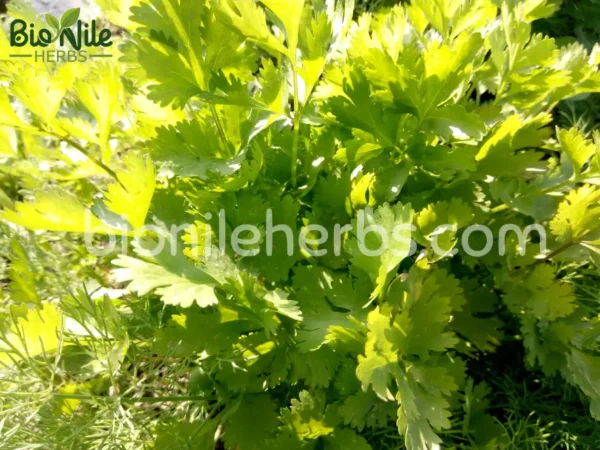 Coriander