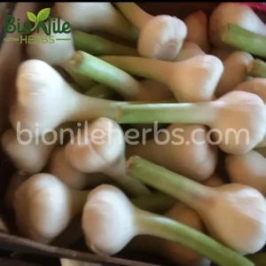 Garlic