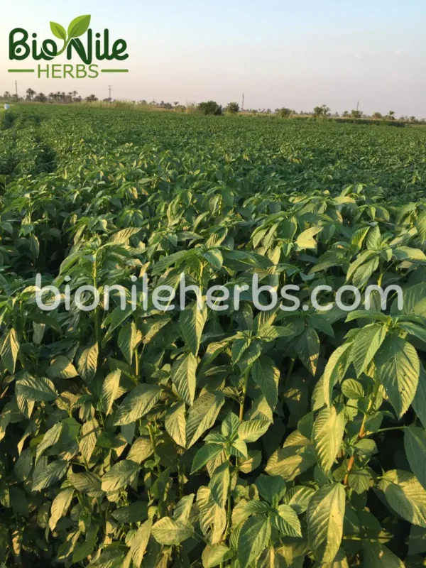 Jute mallow or Nalita jute (Corchorus olitorius)