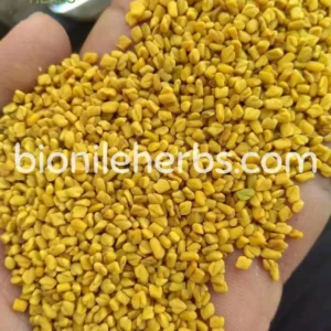 Fenugreek