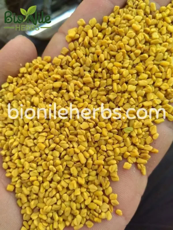 Fenugreek