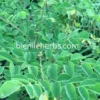 Moringa oleifera